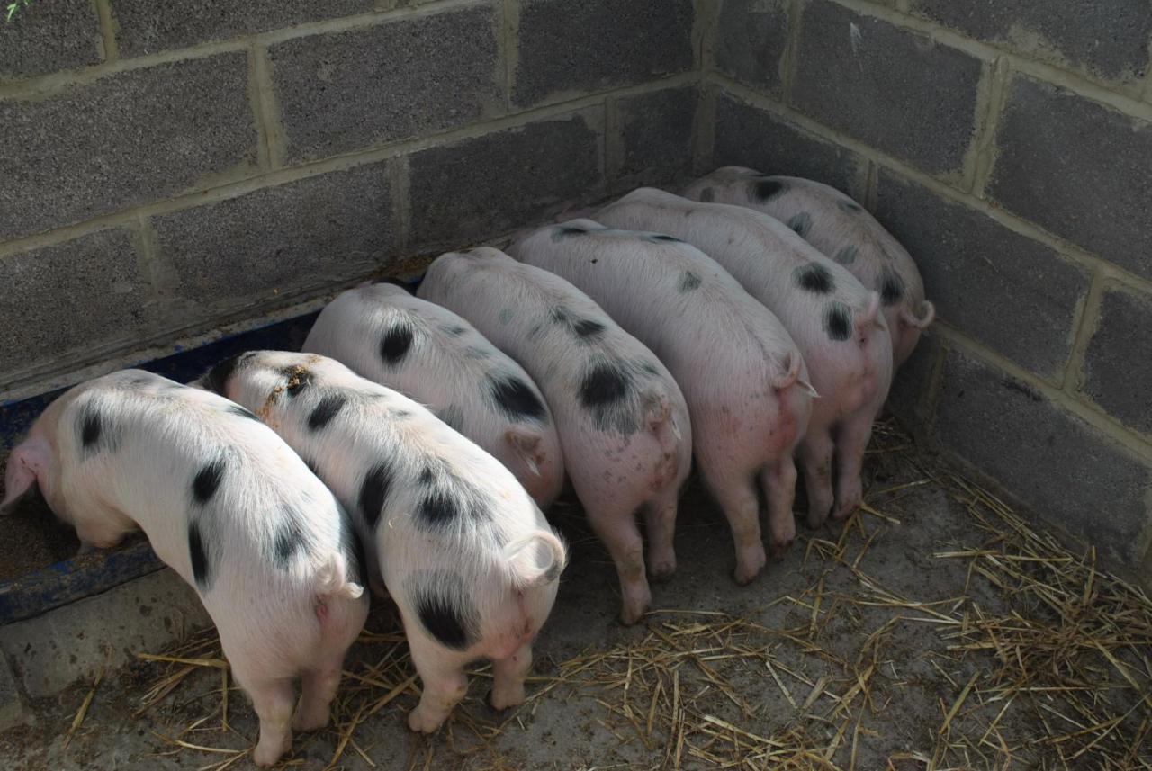 Вилла Elms Farm Alderton  Экстерьер фото